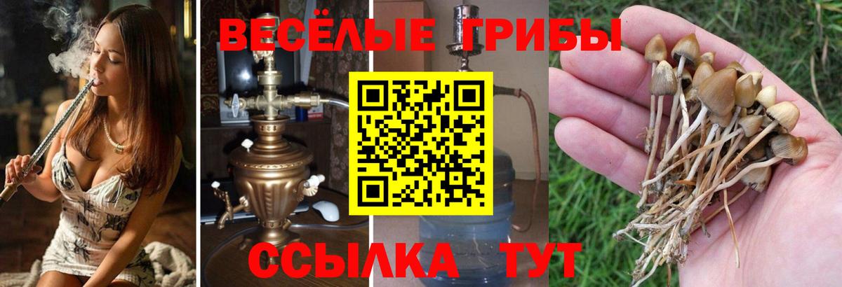 Псилоцибиновые грибы GOLDEN TEACHER  Вход с VPN  Приморско-Ахтарск  Галлюциногенные грибы мицелий 